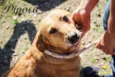 Pipoca