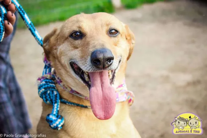 Cachorro ra a SRD idade 6 ou mais anos nome Pipoca