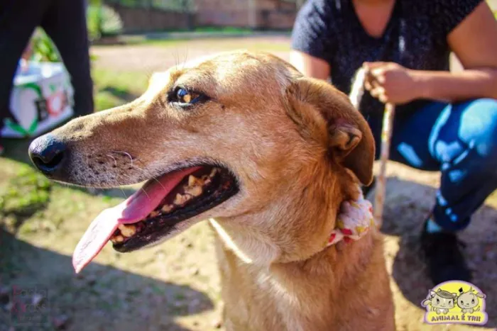 Cachorro ra a SRD idade 6 ou mais anos nome Pipoca