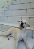 Lila