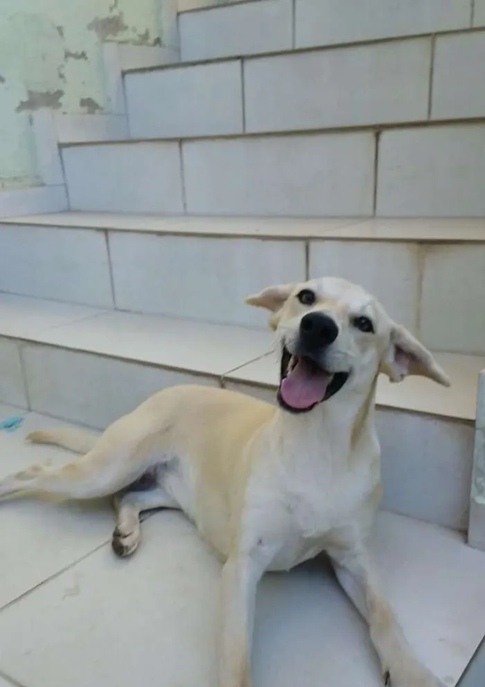 Cachorro raça SRD idade 1 ano nome Lila