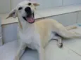 Lila