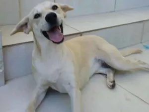 Cachorro raça SRD idade 1 ano nome Lila