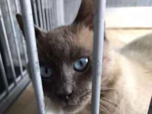 Gato raça srd idade 7 a 11 meses nome Juju