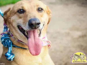 Cachorro raça SRD idade 6 ou mais anos nome Pipoca