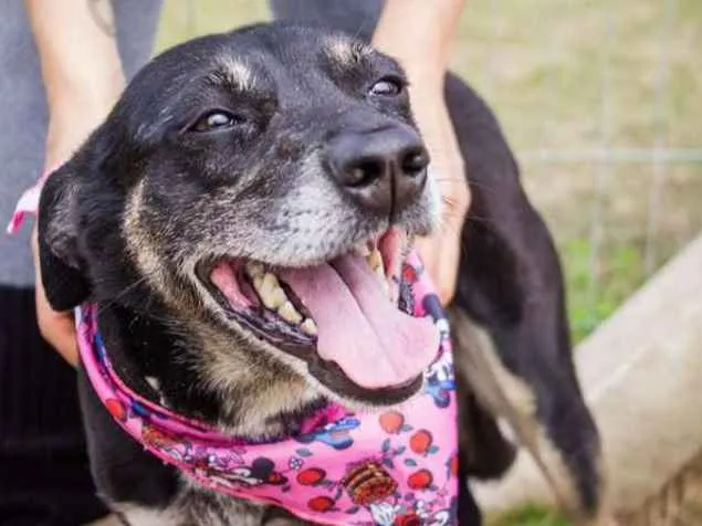 Cachorro ra a SRD idade 6 ou mais anos nome Pinta