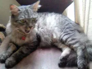 Gato raça SRD idade 1 ano nome MAYA