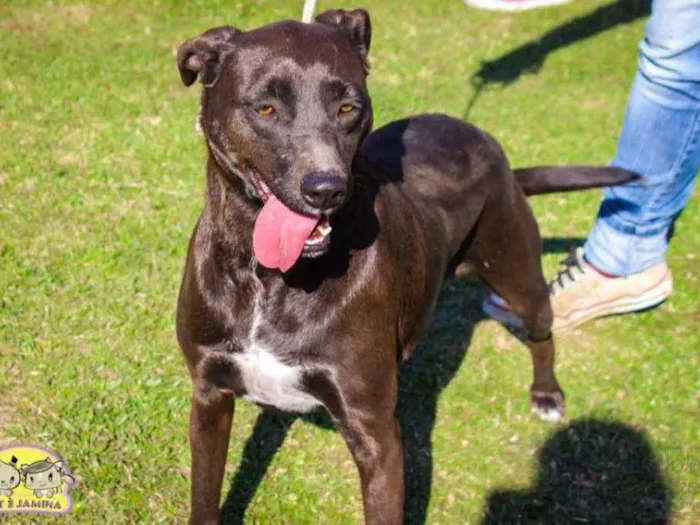 Cachorro ra a SRD idade 3 anos nome Marisol