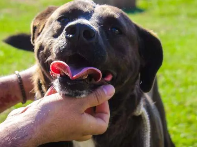 Cachorro ra a SRD idade 3 anos nome León