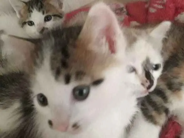 Gato ra a Srd idade Abaixo de 2 meses nome Sem Nome