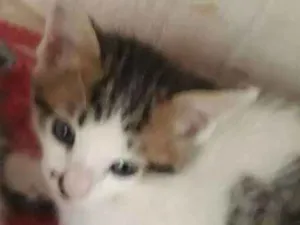 Gato raça srd idade Abaixo de 2 meses nome Sem Nome