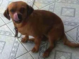 Cachorro raça vira lata idade 1 ano nome pretinha