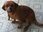 Cachorro raça vira lata idade 1 ano nome pretinha