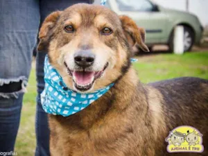Cachorro raça SRD idade 6 ou mais anos nome Jack