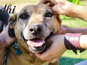 Cachorro raça SRD idade 6 ou mais anos nome Gandhi
