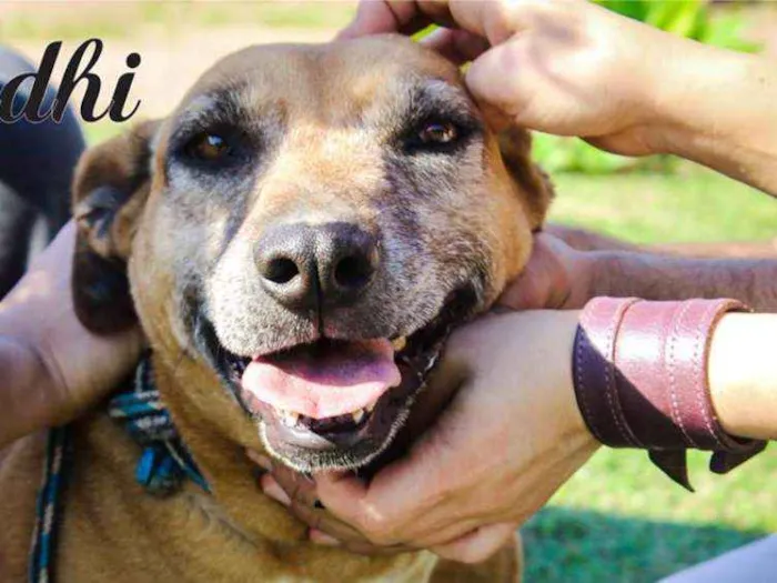 Cachorro ra a SRD idade 6 ou mais anos nome Gandhi
