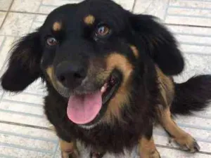 Cachorro raça  idade 4 anos nome Bob