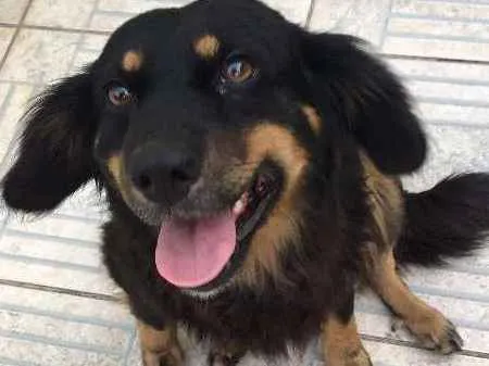 Cachorro ra a  idade 4 anos nome Bob