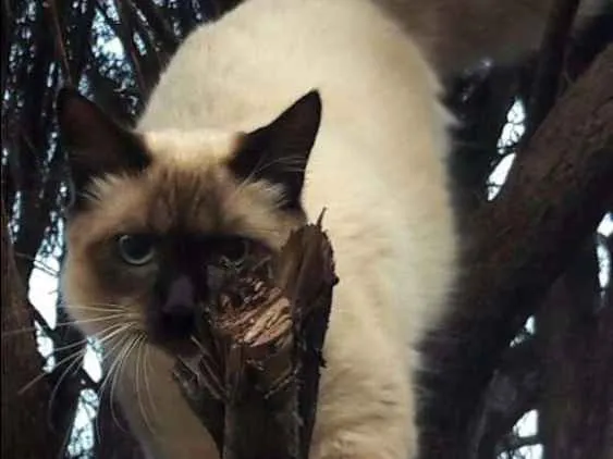 Gato ra a Sem raça definida idade 1 ano nome Tiãozinho