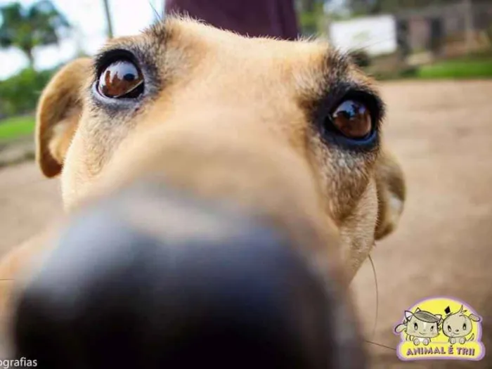 Cachorro ra a SRD idade 4 anos nome Flor