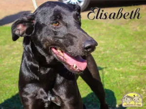 Cachorro raça SRD idade 6 ou mais anos nome Elizabeth