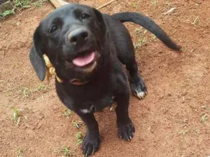 Cachorro raça Srd idade 2 a 6 meses nome Hanna