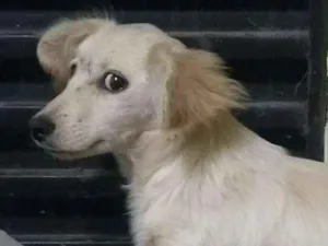 Cachorro raça Sem Raça idade 7 a 11 meses nome Desconhecido