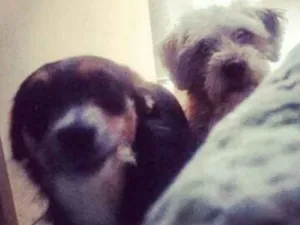 Cachorro raça SRD idade 2 anos nome Mariana