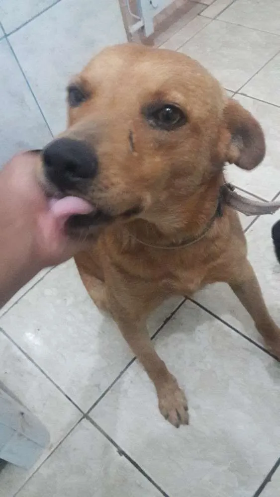 Cachorro ra a Vira Lata idade 3 anos nome Chico