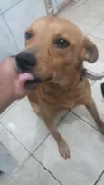 Chico
