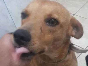 Cachorro raça Vira Lata idade 3 anos nome Chico