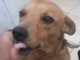 Chico