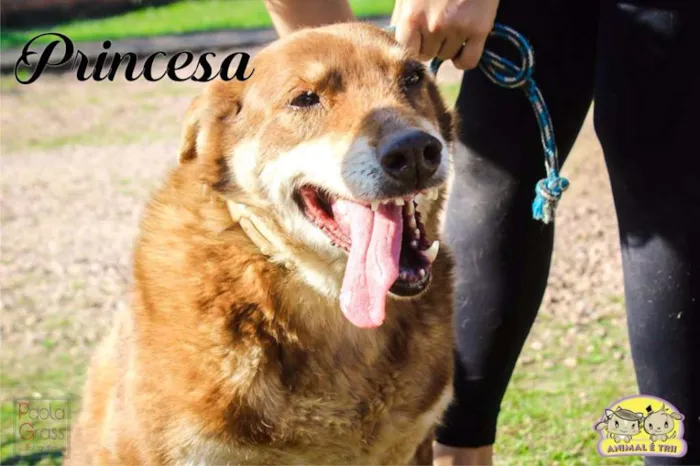 Cachorro ra a SRD idade 6 ou mais anos nome Princesa