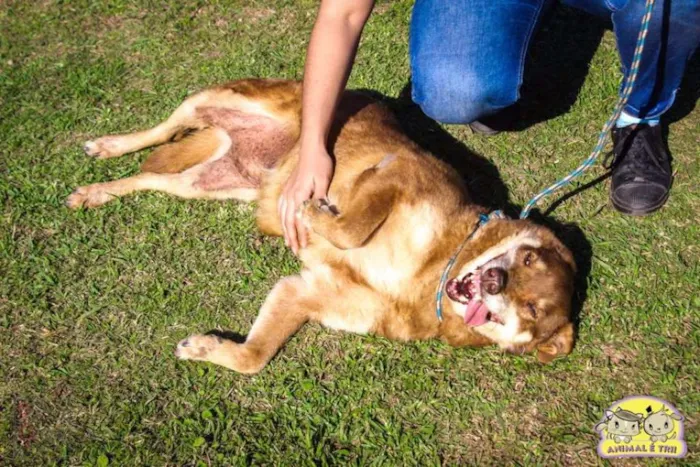 Cachorro ra a SRD idade 6 ou mais anos nome Princesa