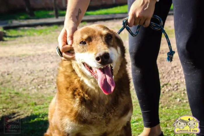 Cachorro ra a SRD idade 6 ou mais anos nome Princesa