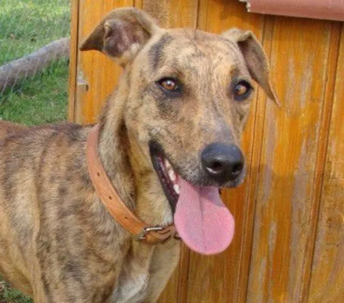 Cachorro ra a SRD idade 5 anos nome Roger