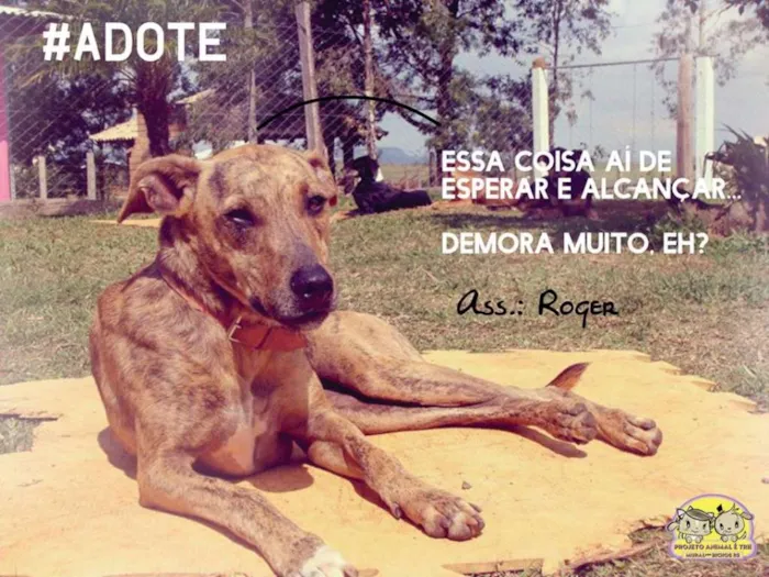 Cachorro ra a SRD idade 5 anos nome Roger