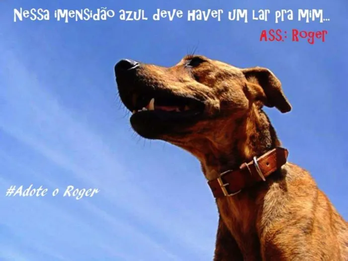 Cachorro ra a SRD idade 5 anos nome Roger