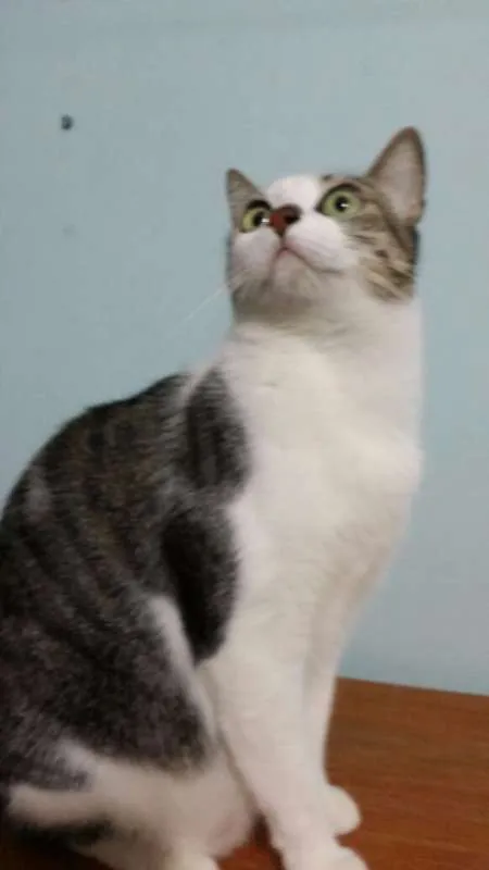 Gato raça mestiço idade 2 anos nome Hera