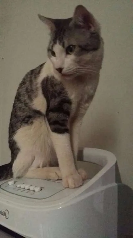 Gato raça mestiço idade 2 anos nome Ares