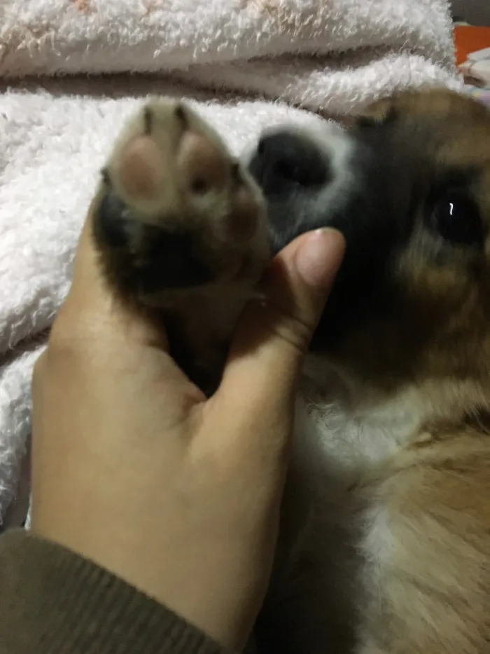 Cachorro raça Mestiço  idade 2 a 6 meses nome Lua