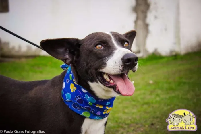 Cachorro ra a SRD idade 5 anos nome Sony
