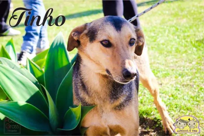 Cachorro ra a SRD idade 6 ou mais anos nome Tinho