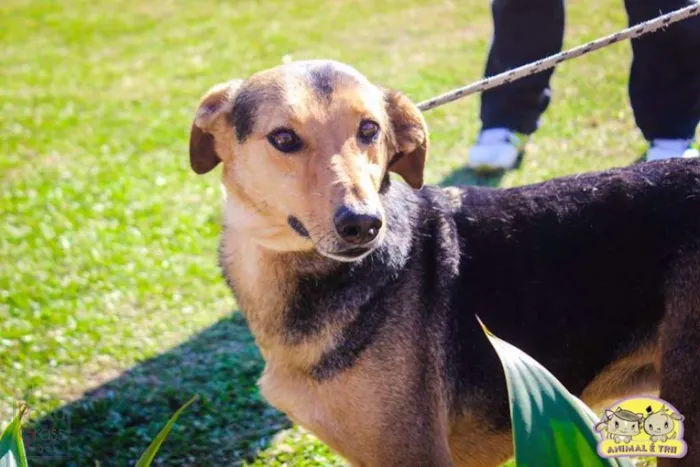 Cachorro ra a SRD idade 6 ou mais anos nome Tinho