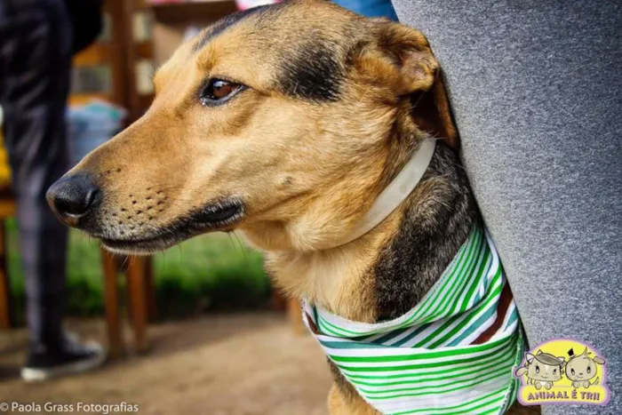 Cachorro ra a SRD idade 6 ou mais anos nome Tinho