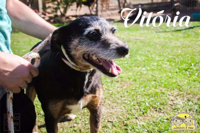 Cachorro ra a SRD idade 6 ou mais anos nome Vitória