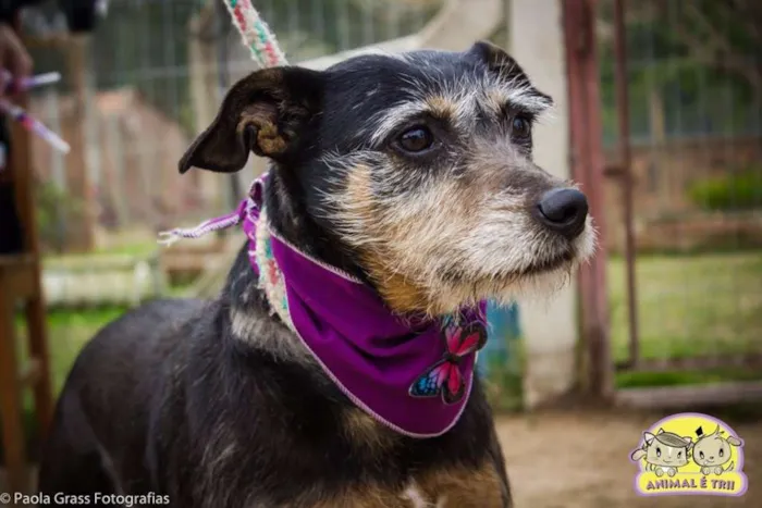 Cachorro ra a SRD idade 6 ou mais anos nome Vitória