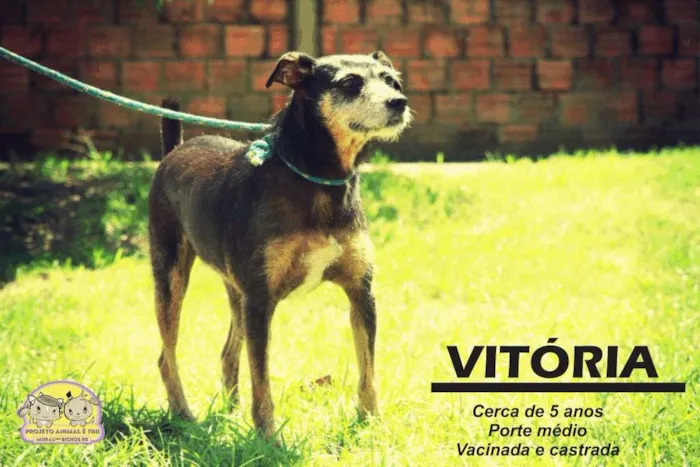 Cachorro ra a SRD idade 6 ou mais anos nome Vitória