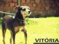 Vitória
