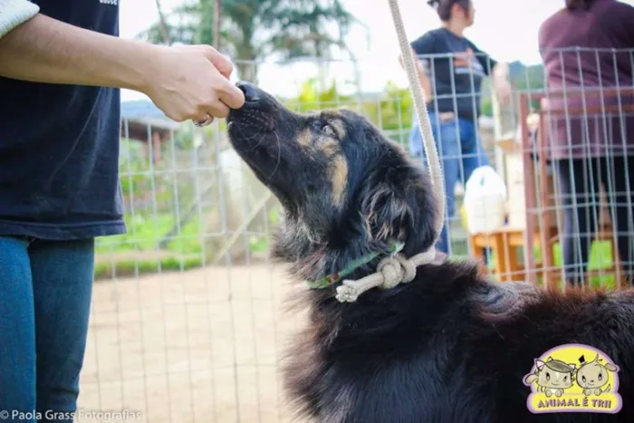 Cachorro ra a SRD idade 3 anos nome Thor